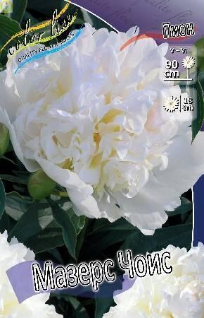 Купить оптом в Ботанике Пион Мазерс Чоис 25 шт
