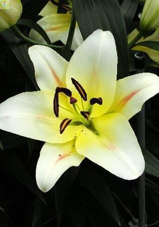 Купить оптом в Ботанике Лилия Ормея 5 шт