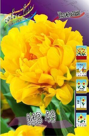 Купить оптом в Ботанике Тюльпан МВ49 10 шт