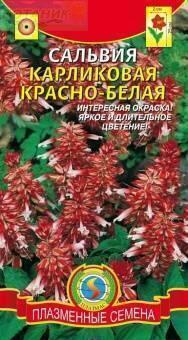 Купить оптом в Ботанике семена Сальвия Красно-белая карликовая Плз бренд Плазмас