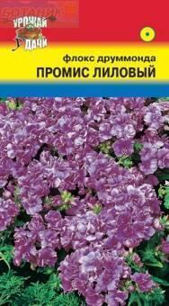 Купить оптом в Ботанике семена Флокс Промис лиловый УУ бренд Урожай Удачи