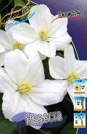 Купить оптом в Ботанике Клематис Невеста 2 шт