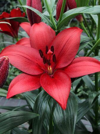 Купить оптом в Ботанике Лилия Абразо 10 шт