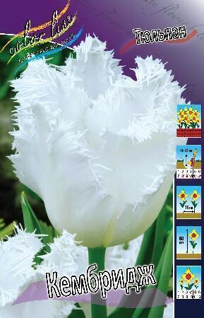 Купить оптом в Ботанике Тюльпан Кембридж 7 шт