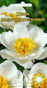 Купить оптом в Ботанике семена Пион Молочноцветковый белый УУ бренд Урожай Удачи