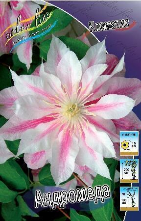 Купить оптом в Ботанике Клематис Андромеда 25 шт