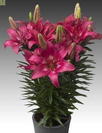 Купить оптом в Ботанике Лилия Тренди Дакота 5 шт