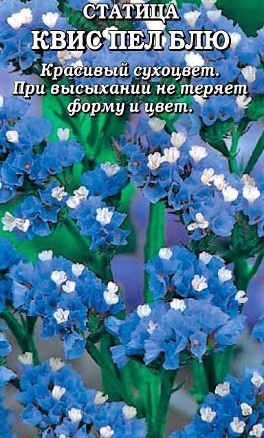 Купить оптом в Ботанике семена Статица Квис Пел Блю ЗС бренд Золотая сотка