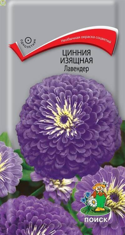 Купить оптом в Ботанике семена Цинния Лавендер изящная Поиск бренд Поиск