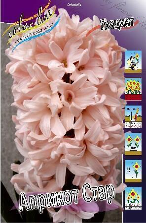 Купить оптом в Ботанике Гиацинт Априкот Стар 5 шт