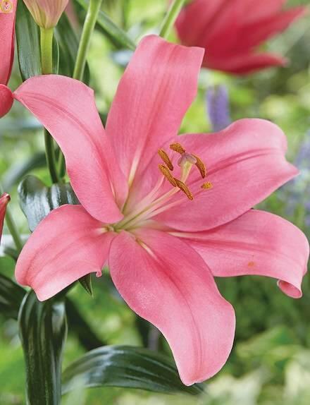 Купить оптом в Ботанике Лилия Индиан Саммерсет 25 шт