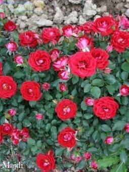 Купить оптом в Ботанике Роза Майди 1 шт миниатюрная