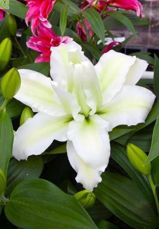 Купить оптом в Ботанике Лилия Леона 3 шт 