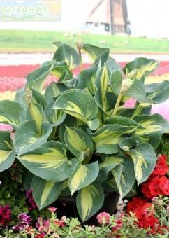 Купить оптом в Ботанике Хоста Бич Бой 1 шт