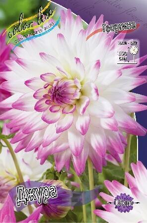 Купить оптом в Ботанике Георгина Джура 1 шт кактусовые