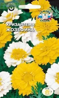 Купить оптом в Ботанике семена Хризантема Жозефина Сед бренд СеДеК