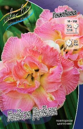 Купить оптом в Ботанике Лилейник Лейси Дойли 1 шт