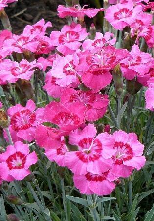 Купить оптом в Ботанике Гвоздика Пикси Стар 2 шт