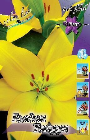 Купить оптом в Ботанике Лилия Голден Тикуун 7 шт