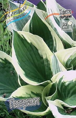 Купить оптом в Ботанике Хоста Патриот 1 шт