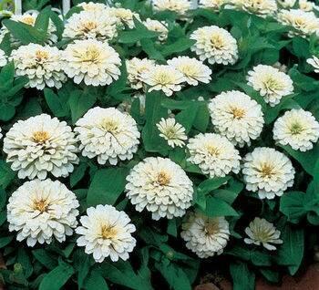 Купить оптом в Ботанике семена Цинния Низкорослая белая СА бренд Семена Алтая