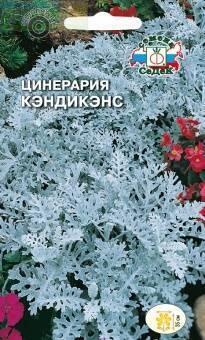 Купить оптом в Ботанике семена Цинерария Кэндикенс морская Сед бренд СеДеК