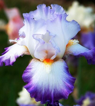 Купить оптом в Ботанике Ирис Конджурейшн 1шт