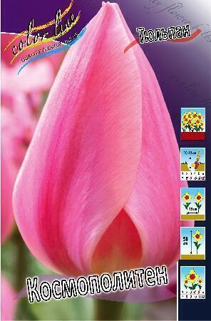 Купить оптом в Ботанике Тюльпан Космополитен 10 шт