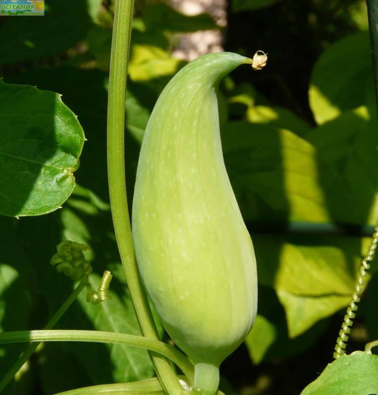 Купить оптом в Ботанике семена Циклантера Перуанский огурец Аэл бренд Аэлита