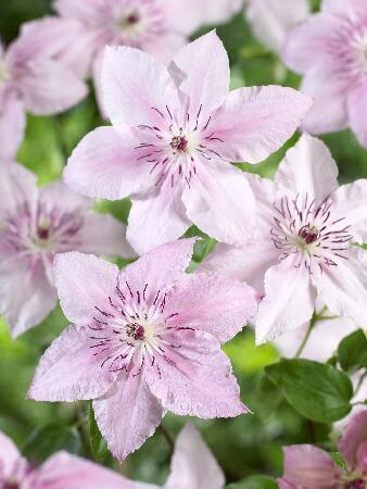 Купить оптом в Ботанике Клематис Пинк Фентези 2 шт