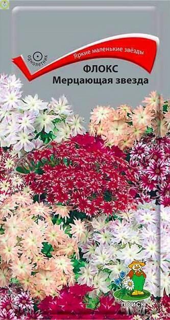 Купить оптом в Ботанике семена Флокс Мерцающая звезда Поиск бренд Поиск