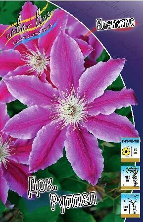 Купить оптом в Ботанике Клематис Док Руппел 2 шт