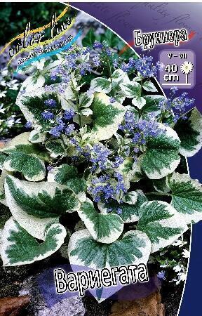 Купить оптом в Ботанике Бруннера Вариегата 1 шт