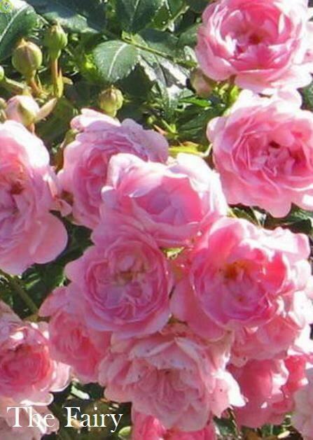 Купить оптом в Ботанике Роза Фейри  1 шт почвопокровная