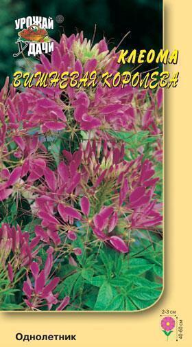 Купить оптом в Ботанике семена Клеома Вишневая королева УУ бренд Урожай Удачи