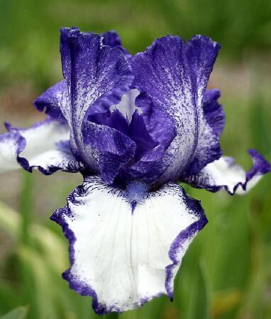 Купить оптом в Ботанике Ирис Киссинг Сёркл 1 шт