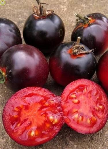 Купить оптом в Ботанике семена Томат Всем на зависть ЗС бренд Золотая сотка