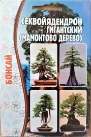 Семена Секвойядендрон гигантский Бонсай