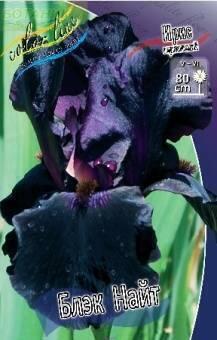 Купить оптом в Ботанике Ирис Блэк Найт 1шт