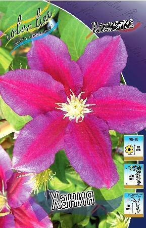 Купить оптом в Ботанике Клематис Хания 2 шт