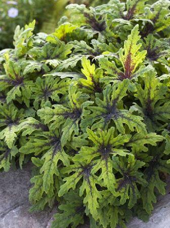 Купить оптом в Ботанике Тиарелла Тимбукту 1 шт