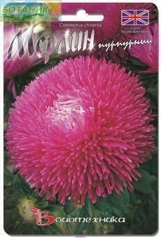 Купить оптом в Ботанике семена Астра китайская Мерлин Пурпурный Био бренд Биотехника