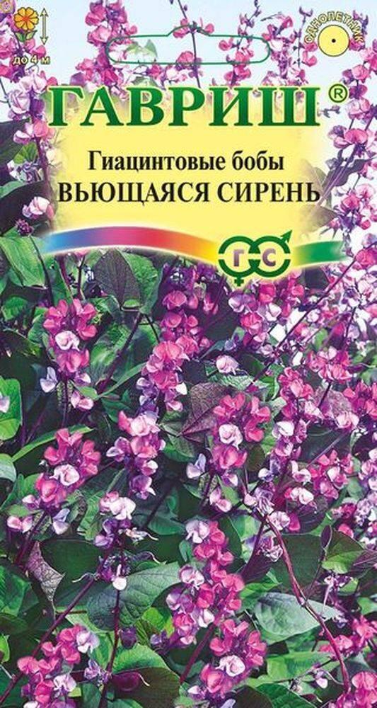 Купить оптом в Ботанике семена Гиацинтовые бобы Вьющаяся сирень Гав бренд Гавриш