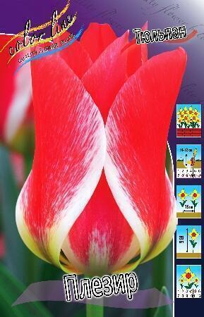 Купить оптом в Ботанике Тюльпан Плезир 10 шт