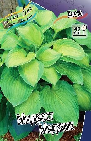 Купить оптом в Ботанике Хоста Мидвест Мэджик 2 шт