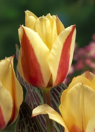 Купить оптом в Ботанике Тюльпан Донна Белла 10 шт