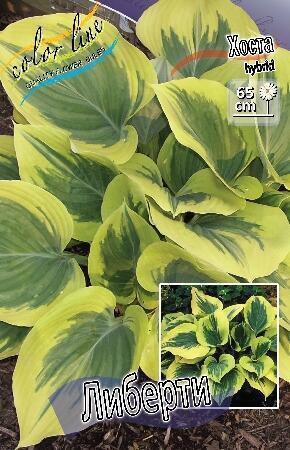 Купить оптом в Ботанике Хоста Либерти 1 шт