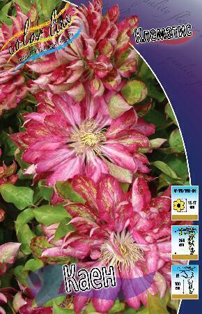 Купить оптом в Ботанике Клематис Каен (махровый) 1 шт