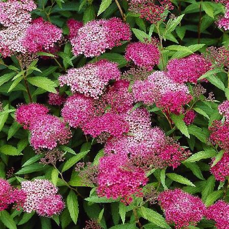 Купить оптом в Ботанике Спирея японская Антони Ватерер