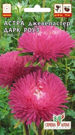 Купить оптом в Ботанике семена Астра Джевеластер дарк роуз СА бренд Семена Алтая